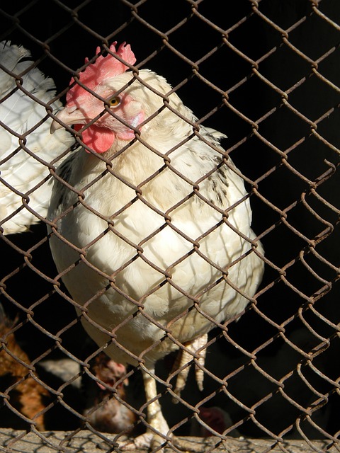 如果阿森纳 如果阿森纳